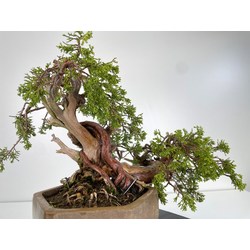 Juniperus sabina -sabina rastrera- A00697 vista 4