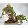 Juniperus sabina A00697 view 4