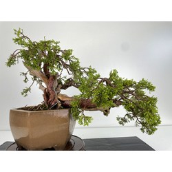 Juniperus sabina A00697 view 5