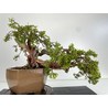 Juniperus sabina A00697 view 5