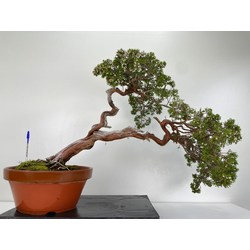 Juniperus sabina -sabina rastrera- A00834