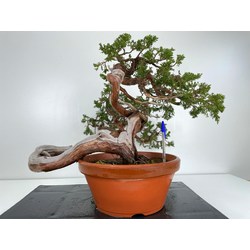 Juniperus sabina -sabina rastrera- A00915