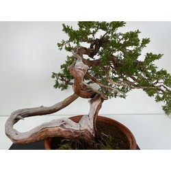 Juniperus sabina -sabina rastrera- A00915 vista 2