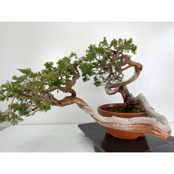 Juniperus sabina -sabina rastrera- A00915 vista 4