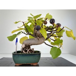 Ficus carica -higuera- I-5986
