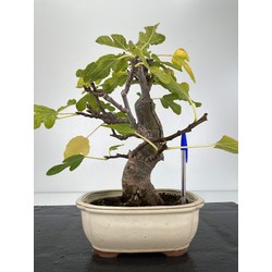 Ficus carica -higuera- I-5987