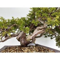 Juniperus sabina -sabina rastrera- A00953 vista 5