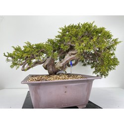 Juniperus sabina -sabina rastrera- A00953 vista 4