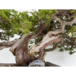 Juniperus sabina -sabina rastrera- A00953 vista 6
