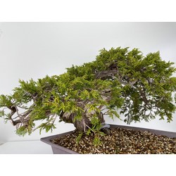 Juniperus sabina -sabina rastrera- A00953 vista 7
