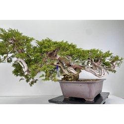 Juniperus sabina -sabina rastrera- A00953