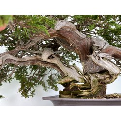Juniperus sabina -sabina rastrera- A00953 vista 3
