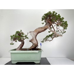 Juniperus sabina -sabina rastrera- A00964