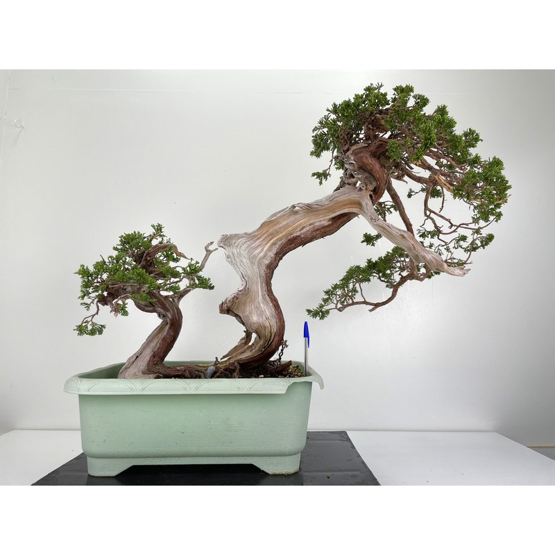 Juniperus sabina A00964 Juniperus sabina A00964