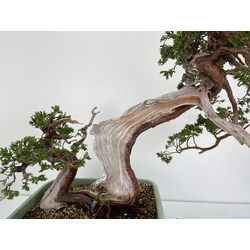 Juniperus sabina A00964 view 2
