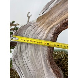 Juniperus sabina A00964 view 3