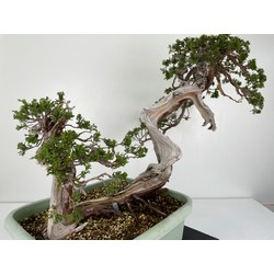 Juniperus sabina A00964 view 4