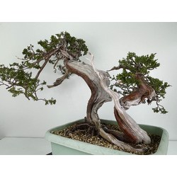 Juniperus sabina A00964 view 5