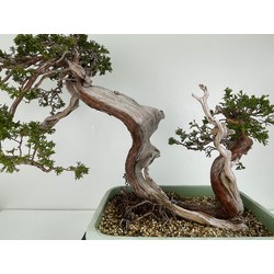 Juniperus sabina A00964 view 6