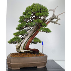 Juniperus chinensis itoigawa I-5997