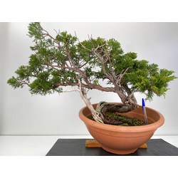 Juniperus sabina -sabina rastrera-  I-5998