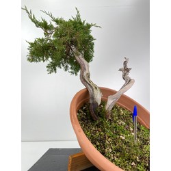 Juniperus sabina -sabina rastrera-  I-5999