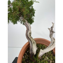 Juniperus sabina -sabina rastrera-  I-5999 vista 2