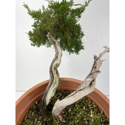 Juniperus sabina -sabina rastrera-  I-5999 vista 3