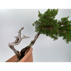 Juniperus sabina -sabina rastrera-  I-5999 vista 4