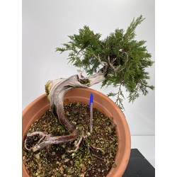 Juniperus sabina I-6000