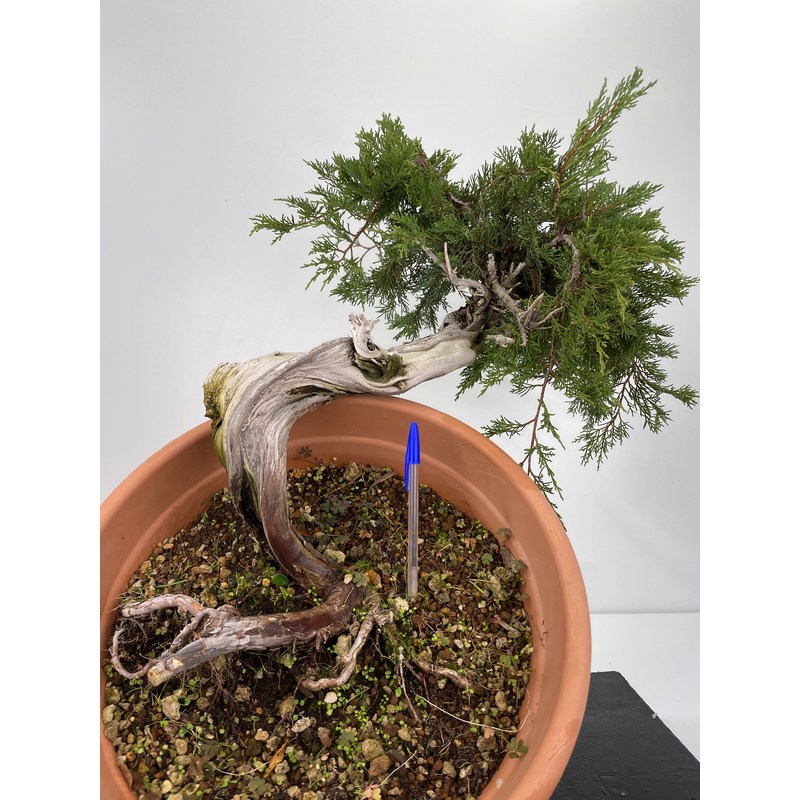 Juniperus sabina I-6000