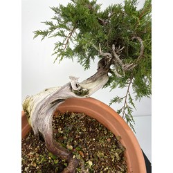 Juniperus sabina I-6000 view 2