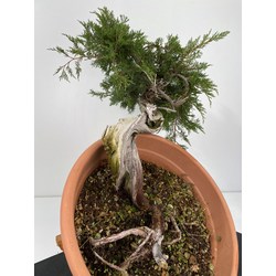 Juniperus sabina I-6000 view 3