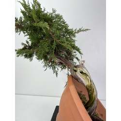 Juniperus sabina I-6000 view 4