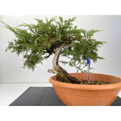 Juniperus sabina -sabina rastrera-  I-6002