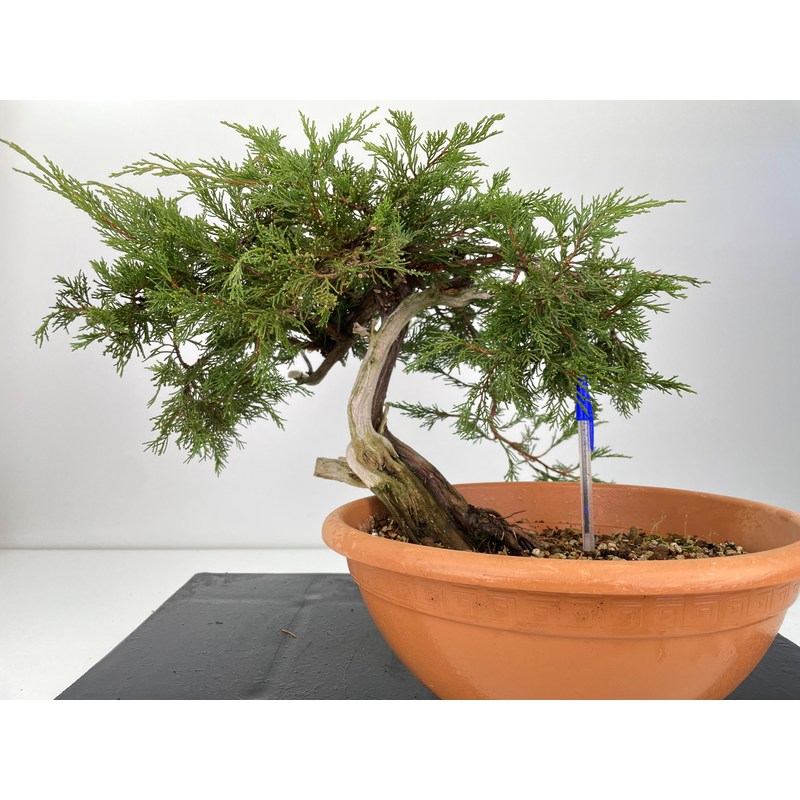 Juniperus sabina I-6002