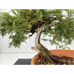 Juniperus sabina -sabina rastrera-  I-6002 vista 2