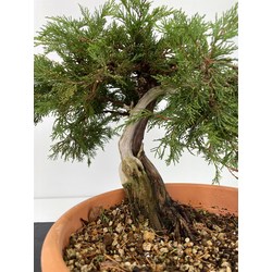 Juniperus sabina I-6002 view 3