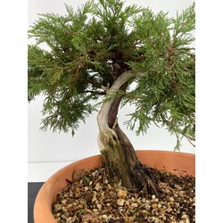 Juniperus sabina -sabina rastrera-  I-6002 vista 3