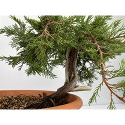 Juniperus sabina -sabina rastrera-  I-6002 vista 4