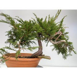 Juniperus sabina -sabina rastrera-  I-6002 vista 5