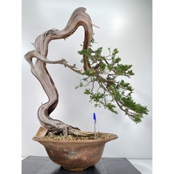 Juniperus sabina -sabina rastrera-  I-6008