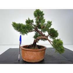 Juniperus chinensis kishu I-6005