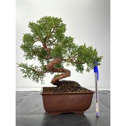 Juniperus chinensis kishu I-6006
