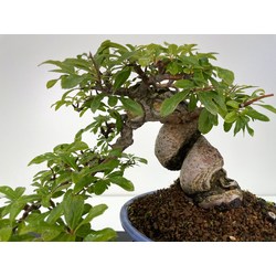 Pyracantha I-6003 vista 2