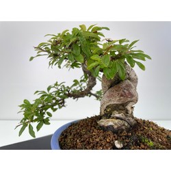 Pyracantha I-6003 vista 3
