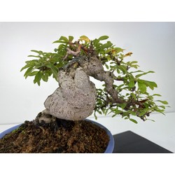 Pyracantha I-6003 vista 4