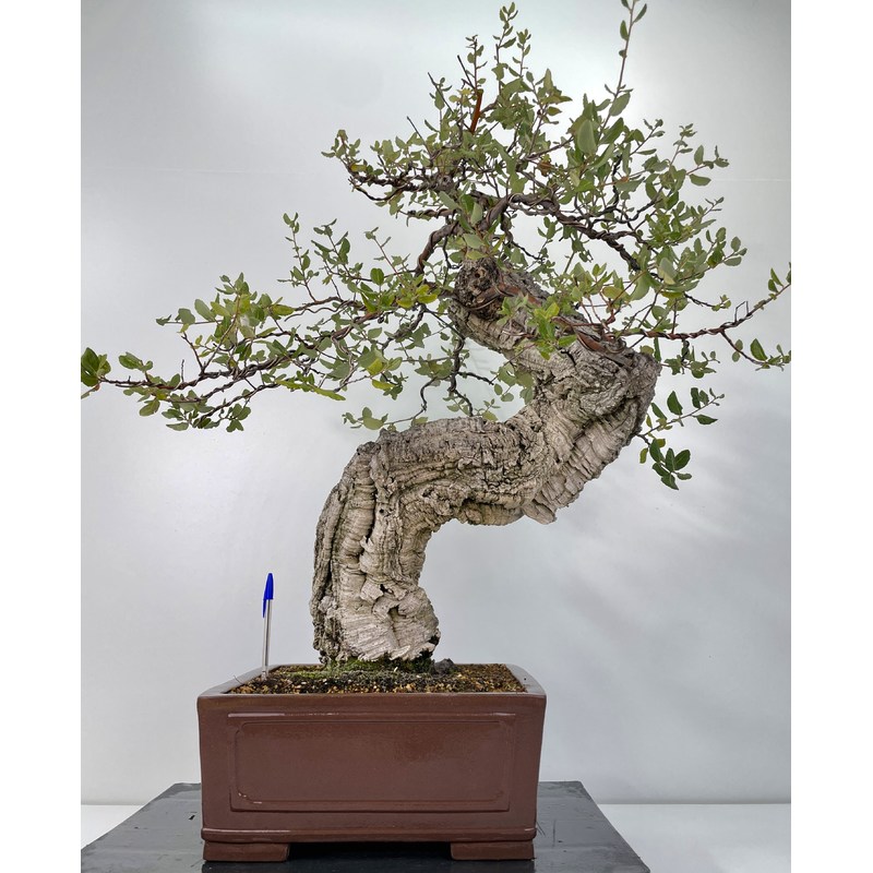 Quercus suber -alcornoque- I-6004
