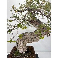 Quercus suber -alcornoque- I-6004 vista 2