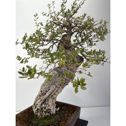Quercus suber -alcornoque- I-6004 vista 3
